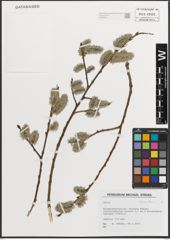Foto von Salix L.